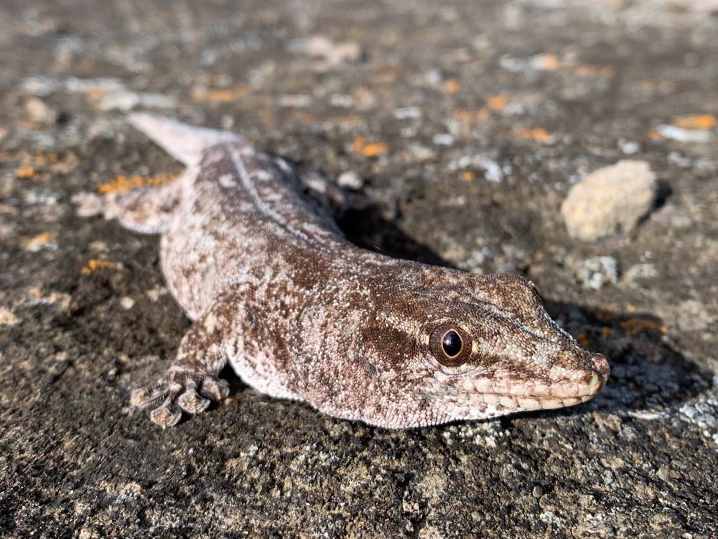Günther’s gecko