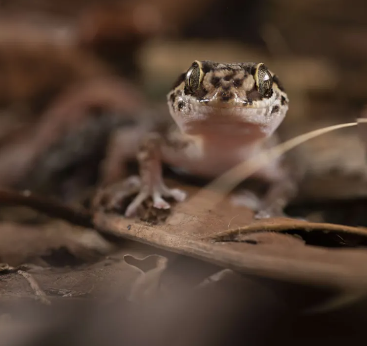 Rock climbers geckos—Paroedura manongavato