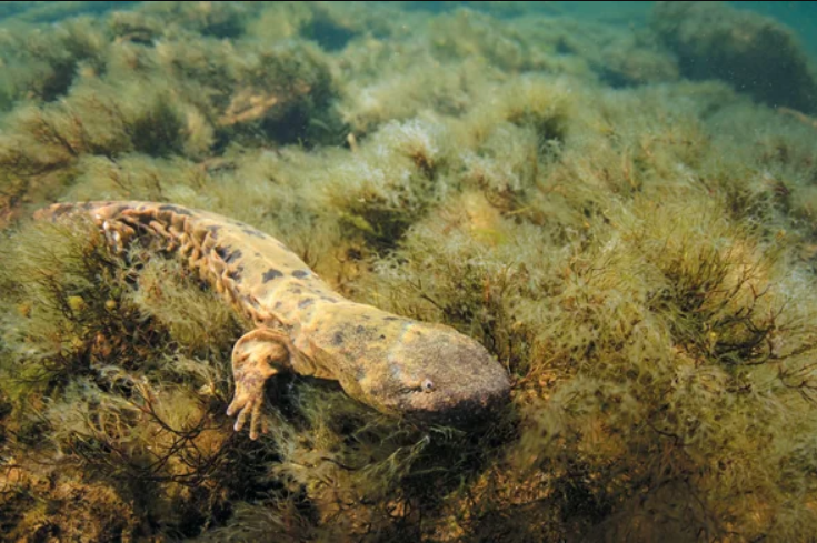 Hellbender salamander