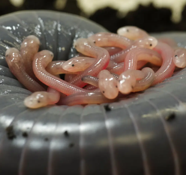 Newborn legless amphibians