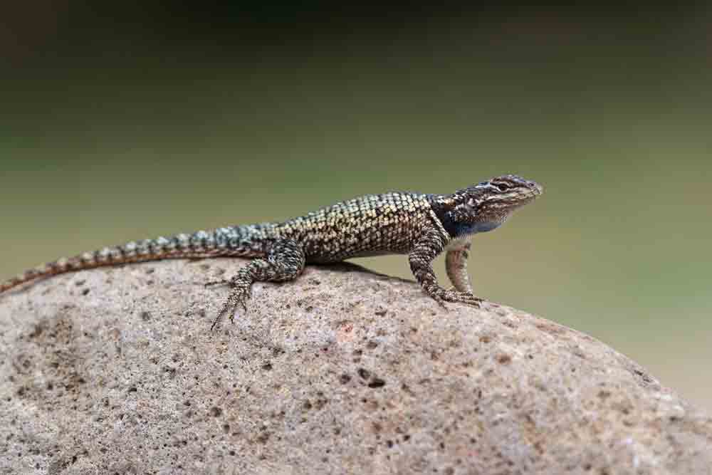 Yarrow’s spiny lizard