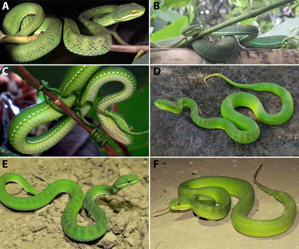 Green pitviper