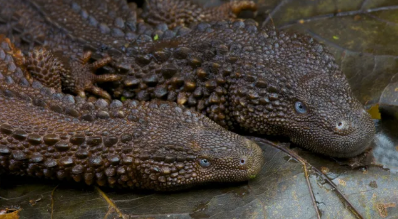 Earless monitor lizards: