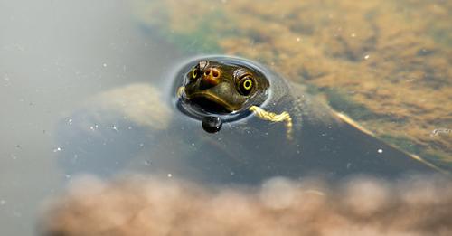 Australian freshwater turtles