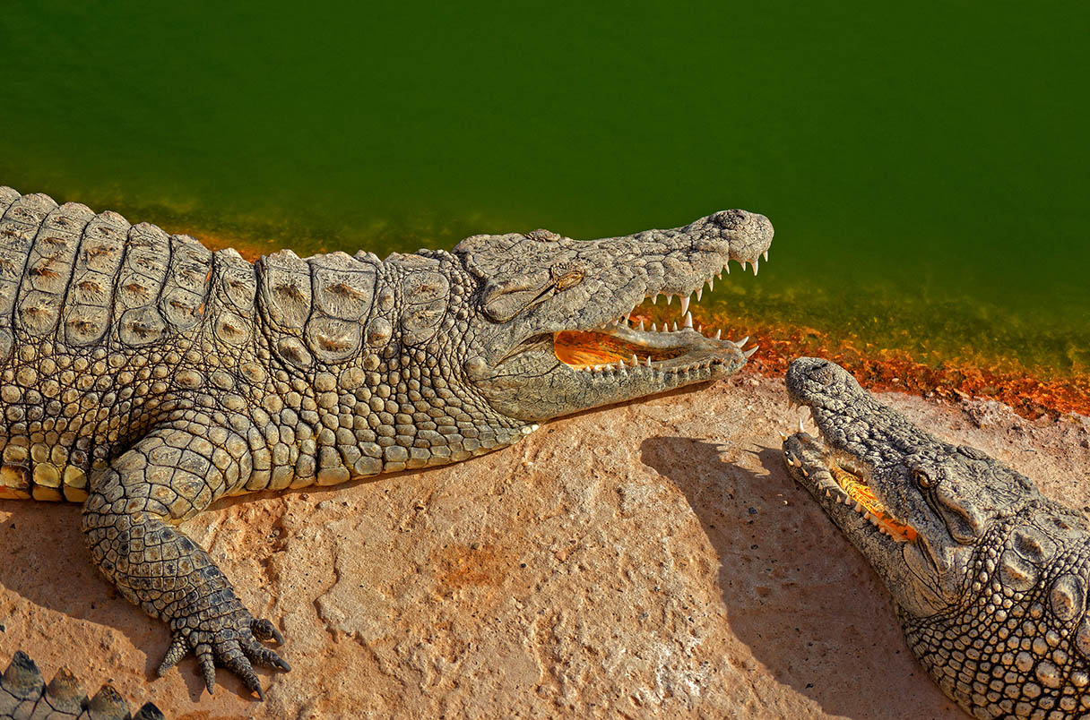 Nile crocodile