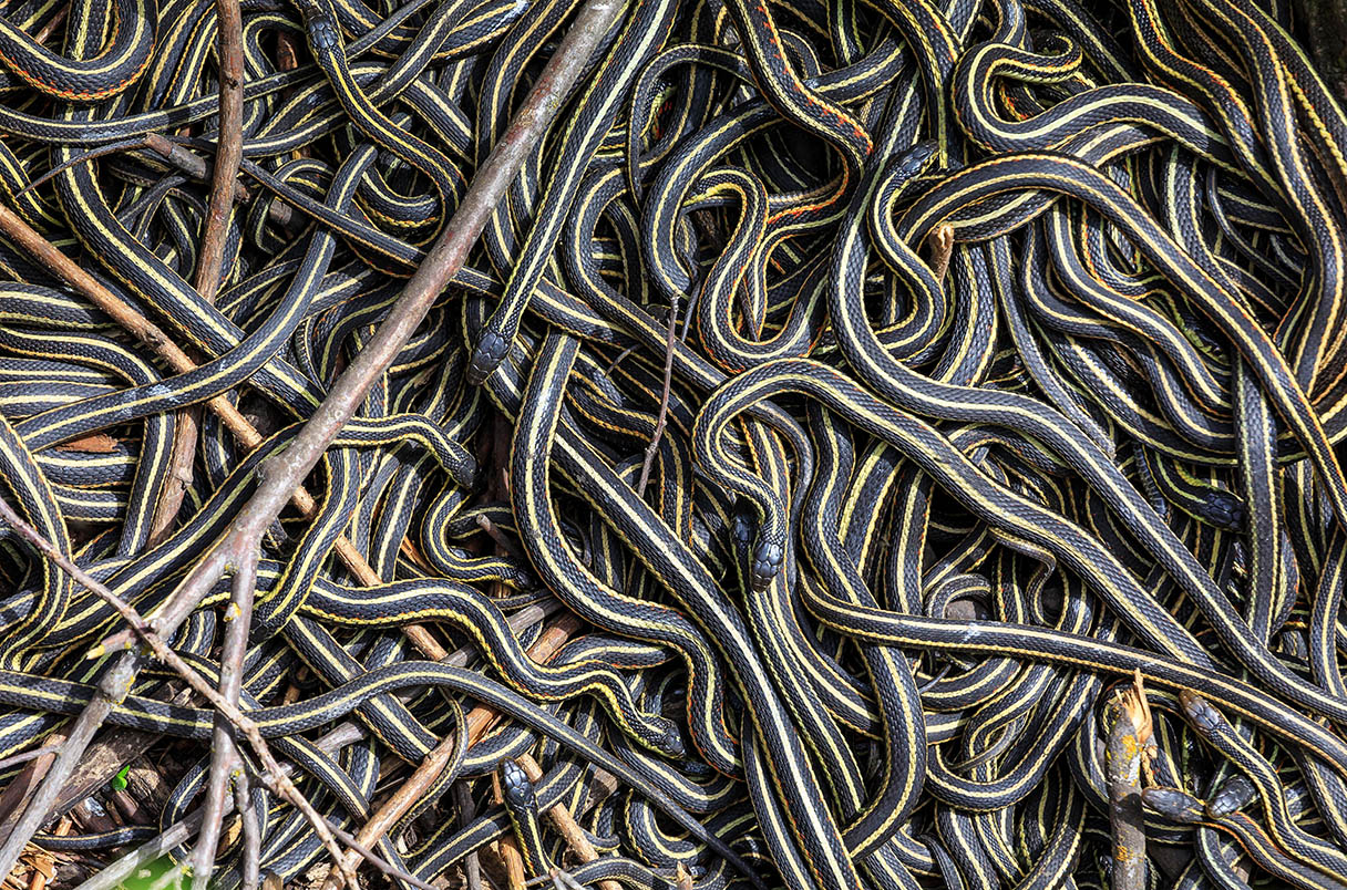 Garter snakes