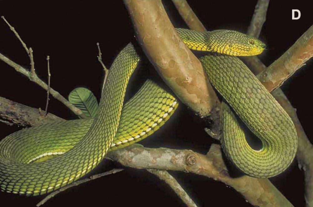 New species of pit viper—Trimeresurus ayeyarwadyensis