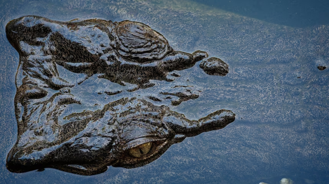 Saltwater crocodile