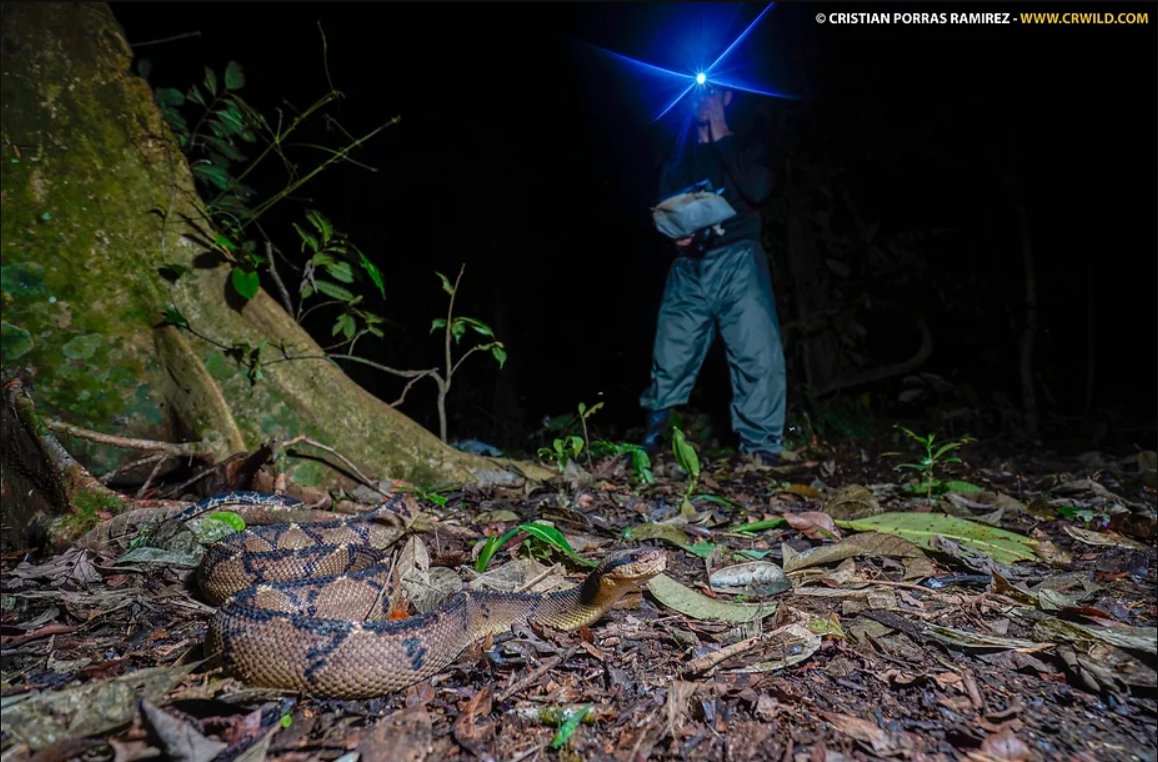What is herping?