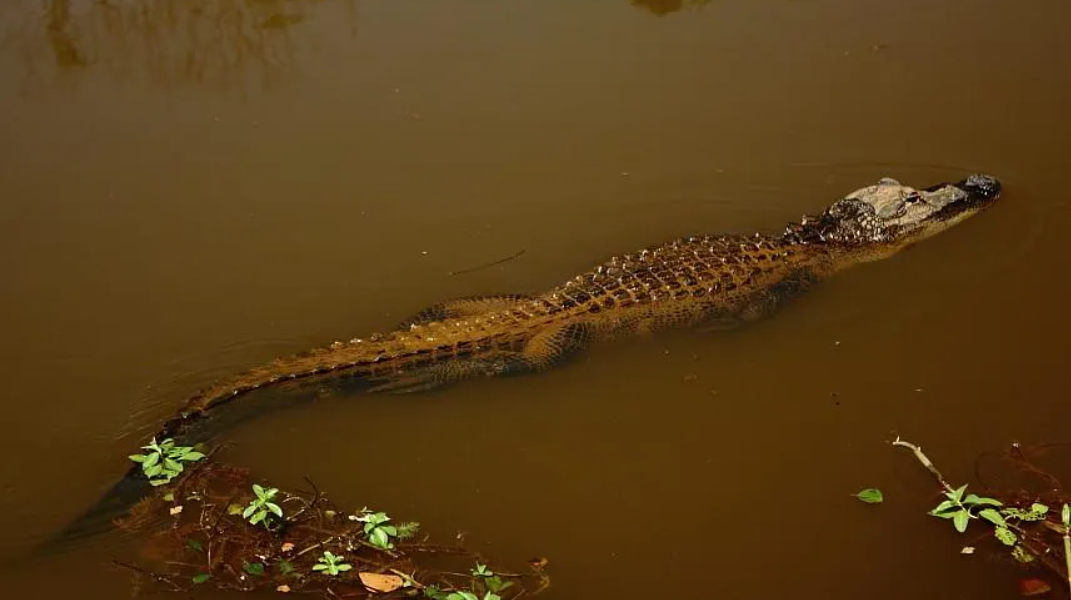 Alligator is the largest species could regenerate their severe limbs