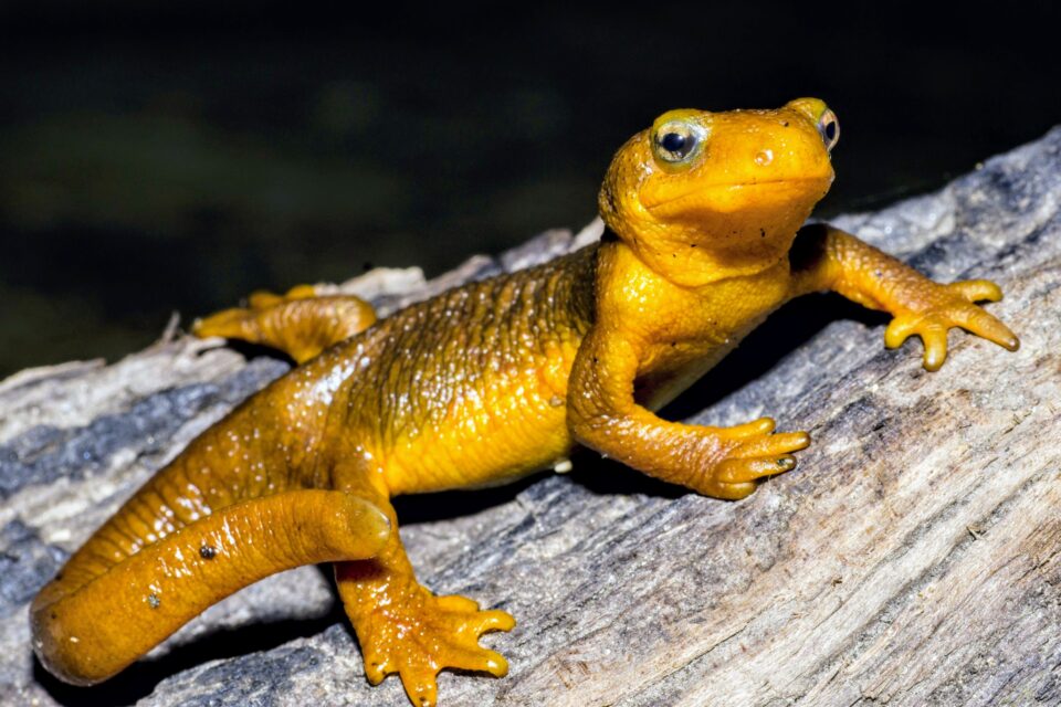 Taricha Newts