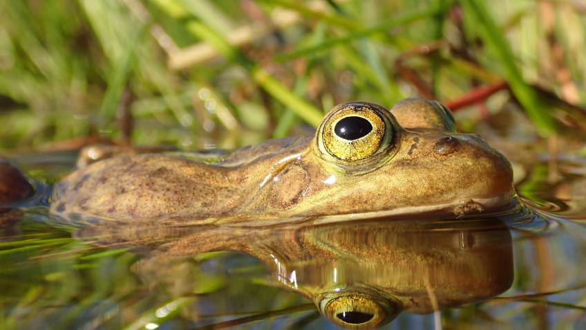 northern pool frog