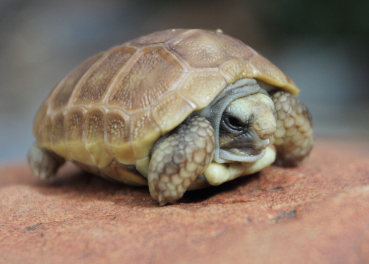 Karoo dwarf tortoise