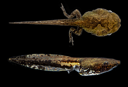 The tadpole of G. elegans described for the first time.