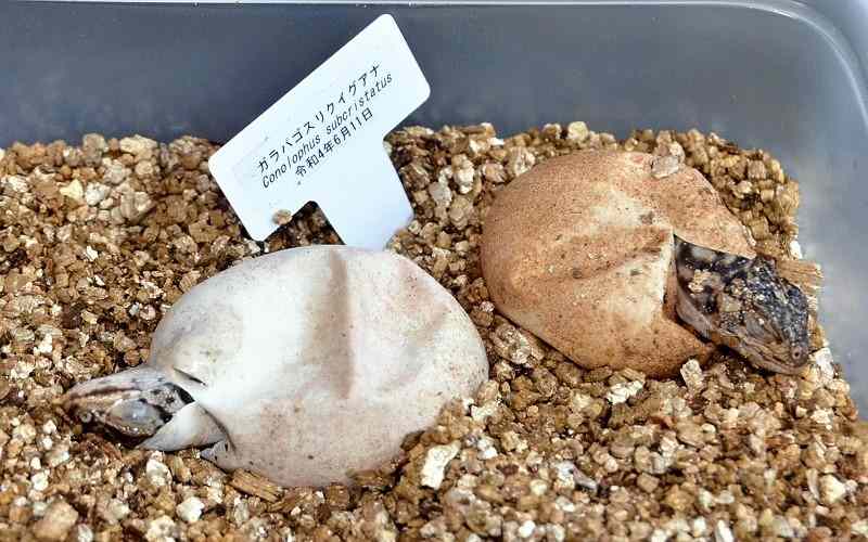 Land iguana Hatched in Kawazu