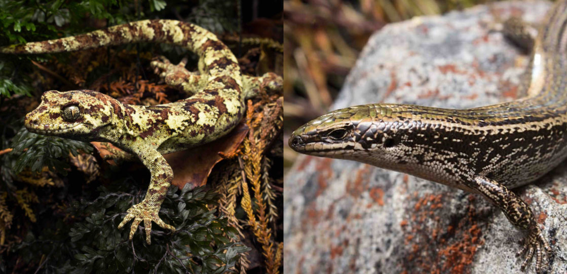 New Zealand skinks