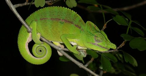 Voeltzkow’s chameleon—one of the tetrapod species