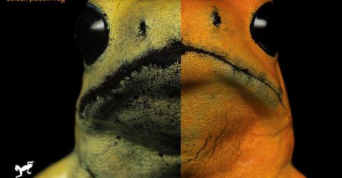 poisonous frogs