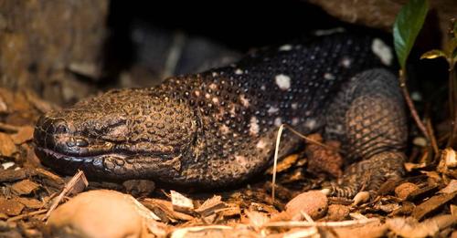 Rarest lizard Guatemalan beaded lizard