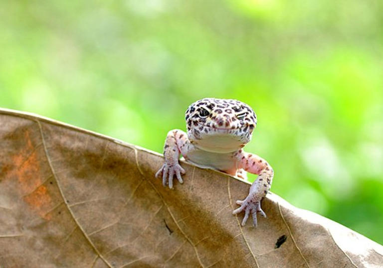 Psychedelic Rock Gecko
