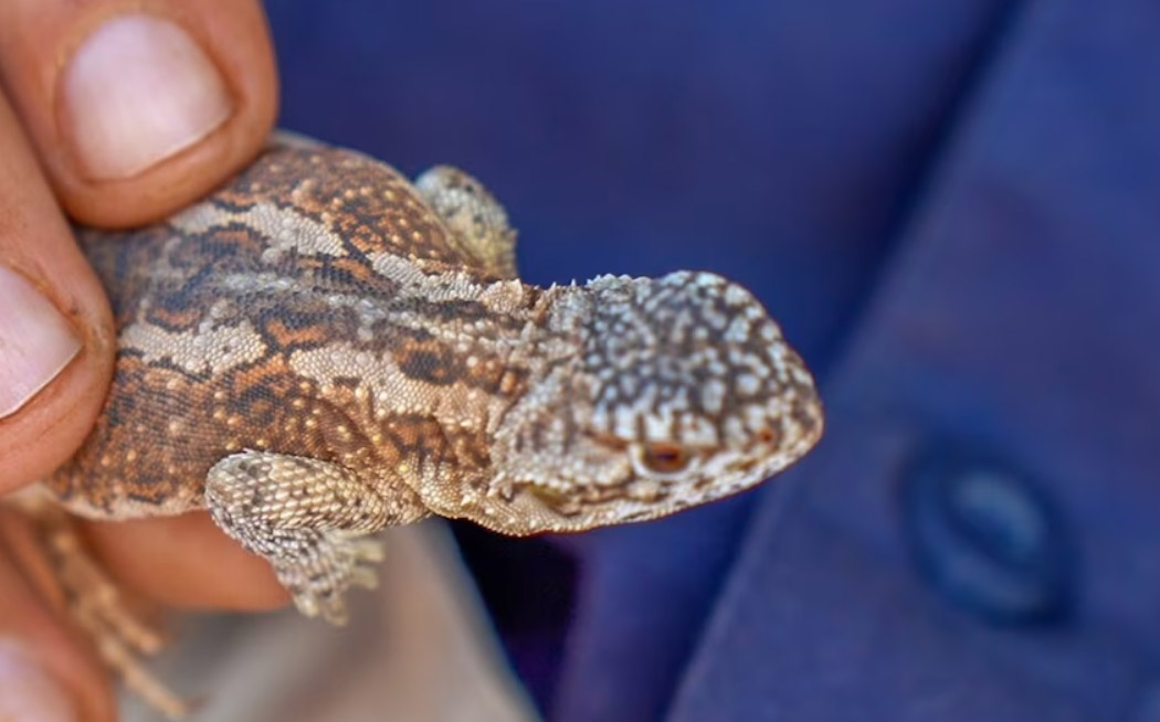 Spotted military dragon is new species for Barnabinmah