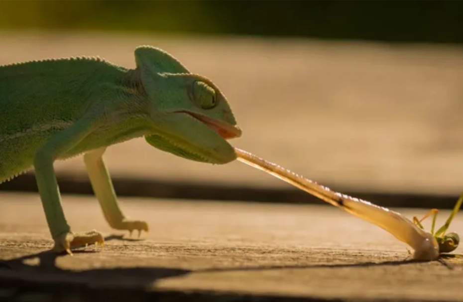 Top-5 possible causes for a chameleon’s unsticky tongue