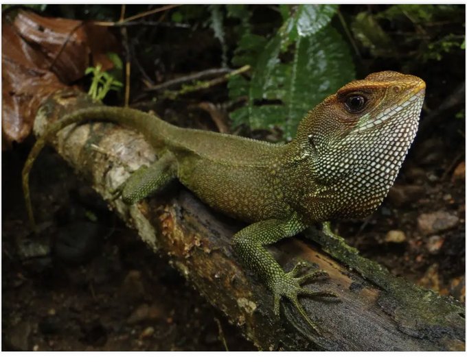 The lizard has been named after Bruce Dickinson