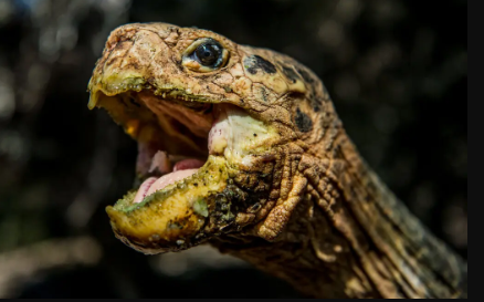 Turtles being the anti-aging standard