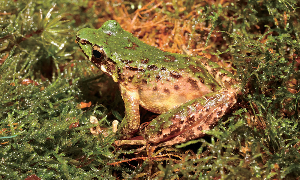 Odorous Frog