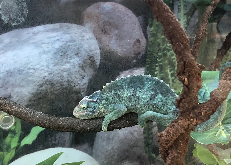why chameleons sleep
