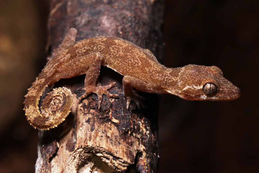 Cyrtodactylus