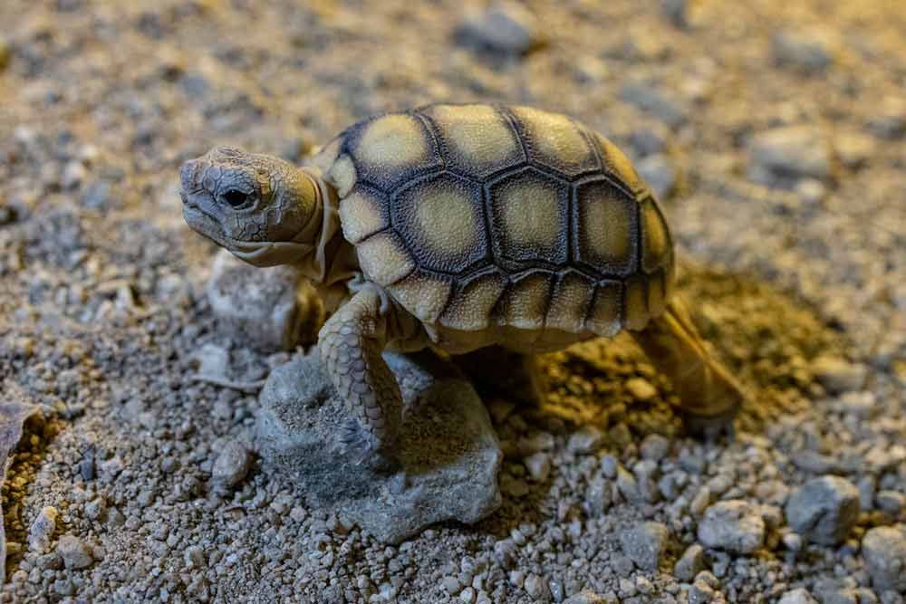 Mojave desert tortoise