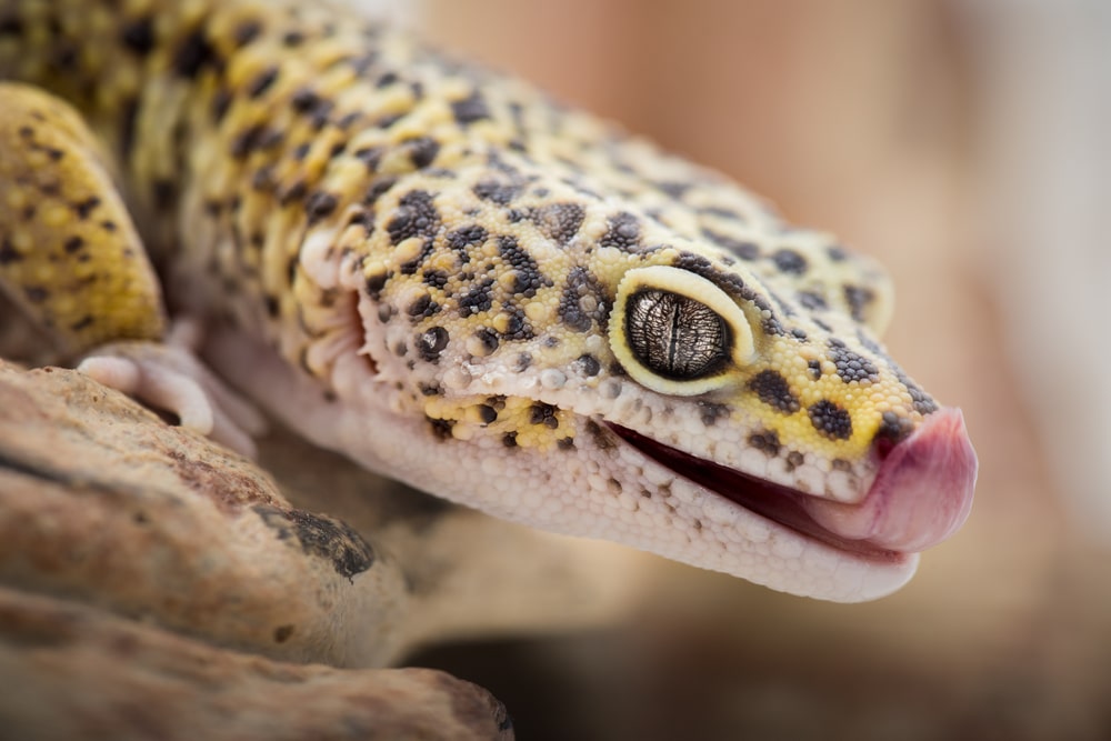 How to care for leopard gecko
