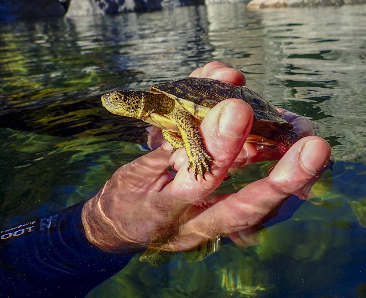 Two species of pond turtles in US marked as threatened species