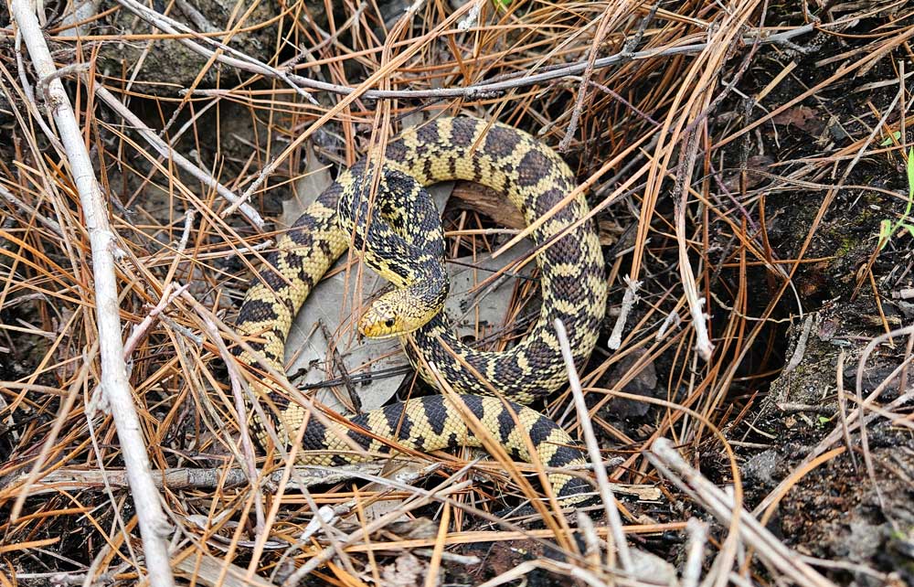 Louisiana Pine snakes were released by the Forth Worth Zoo