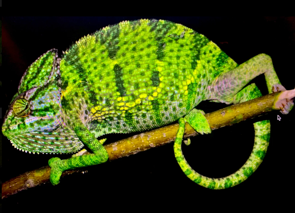 audi Spur Chameleon