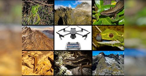The innovative drone research will help threatened lizard species