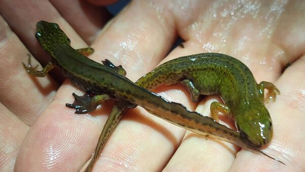 The palmate newt—newt species from Europe
