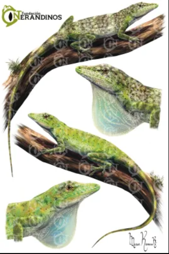 Anolis Lizards