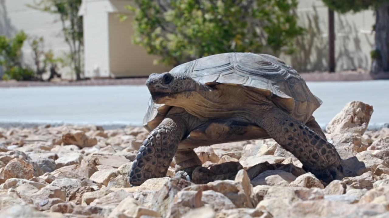 Desert tortoise