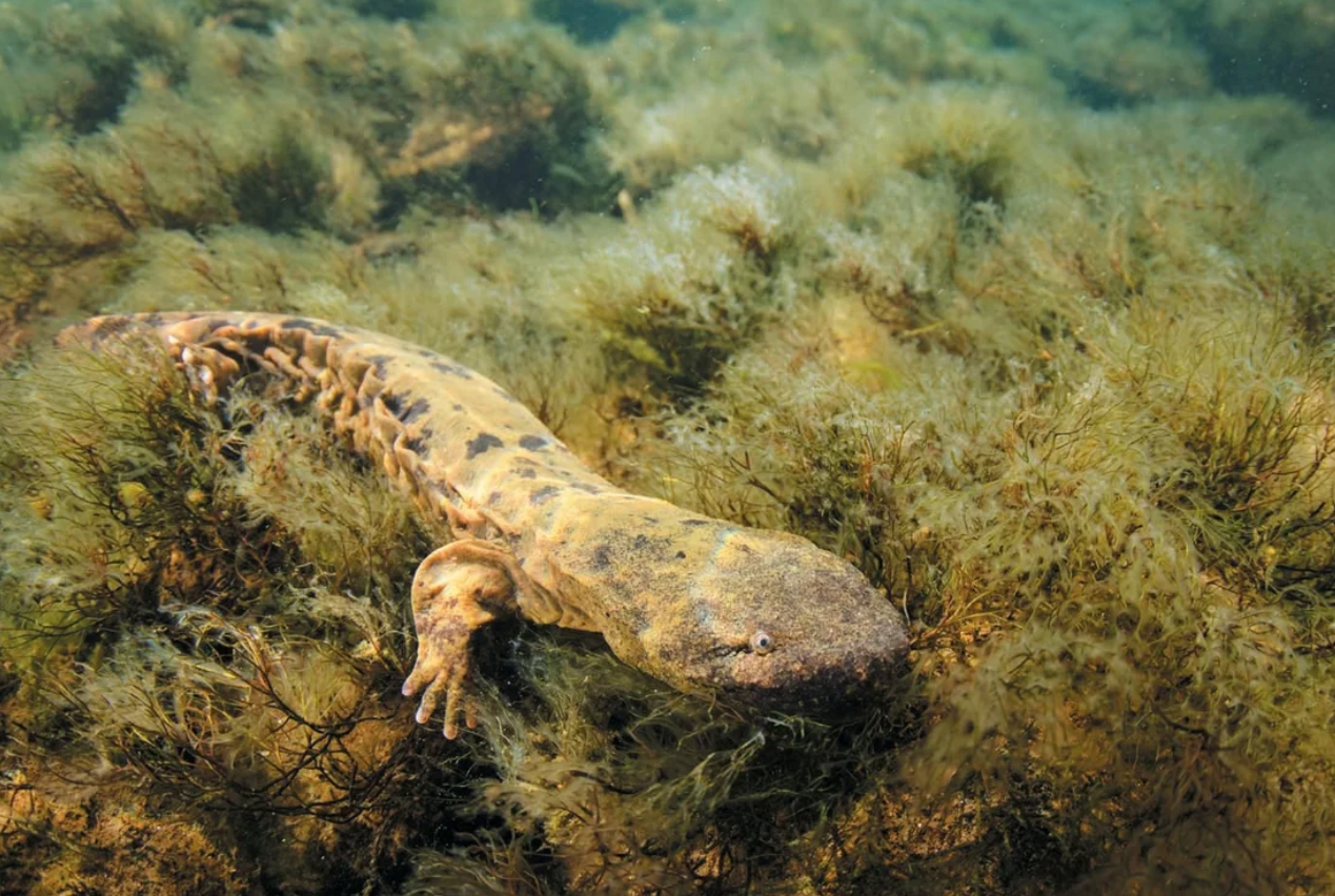 hellbender salamander