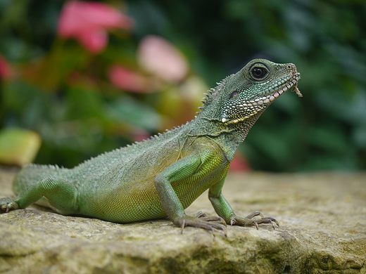 The water dragon