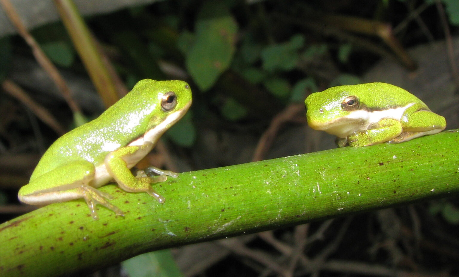 How to keep herps healthy?