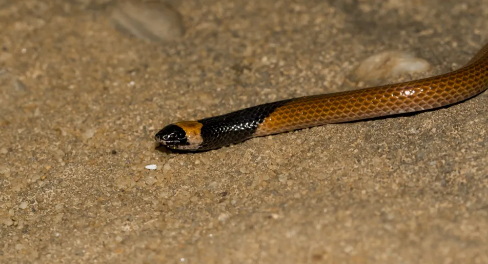 New snake species Rhynchocalamus hejazicus