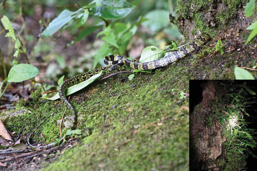 Gammie’s wolf snake
