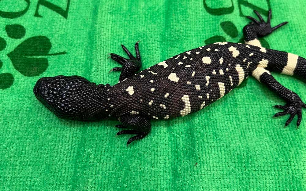 Guatemalan beaded lizard