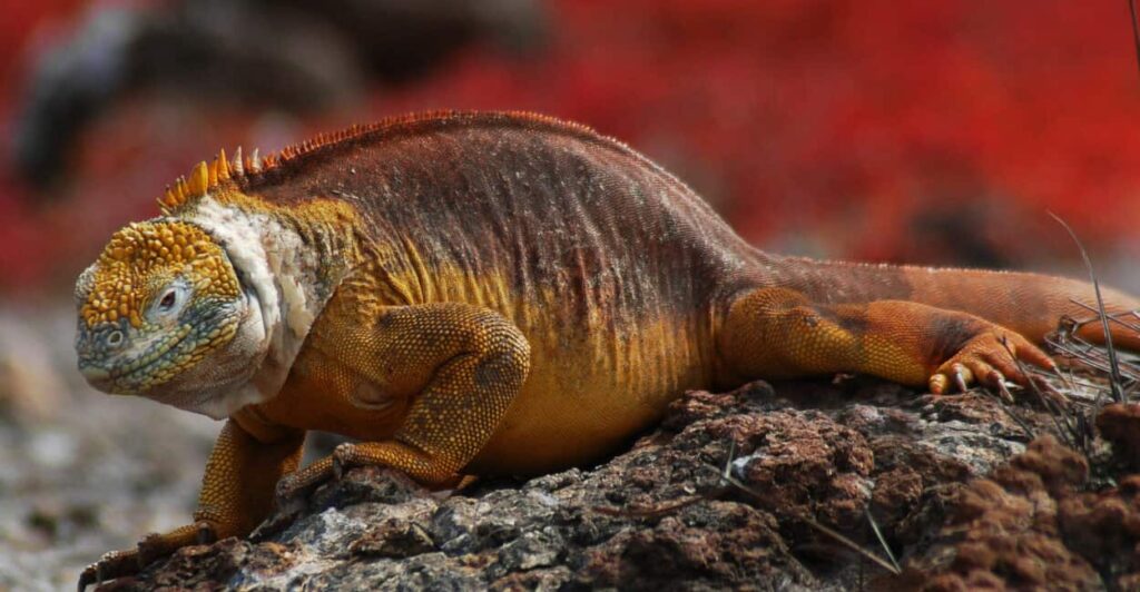 Iguana—one of Herbivorous reptiles