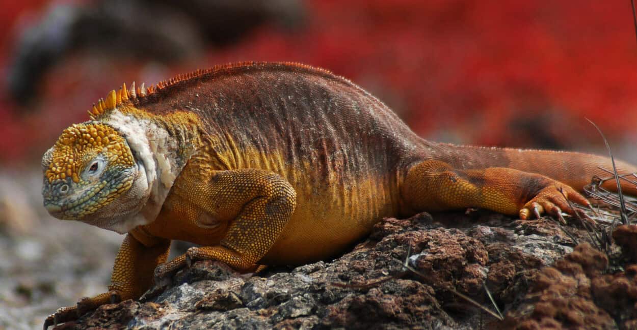 Iguana—one of Herbivorous reptiles
