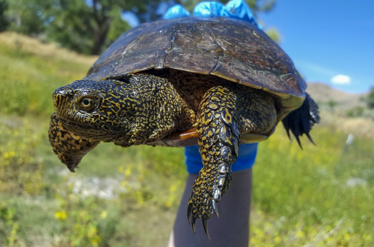 Northwestern pond turtle at Oregon Zoo
