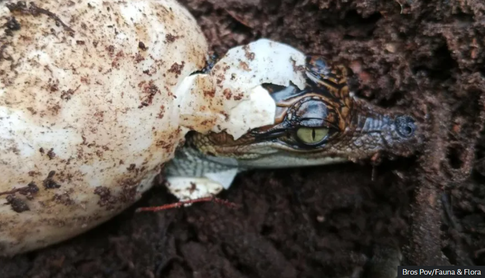 near-extinct Siamese crocodile